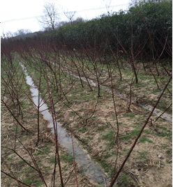 ���^�����塢��������漰��174��375�K�؉K�ϷNֲ����ľ��ֲ�M�u��